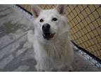 Adopt Dawson a White Husky / Mixed Breed (Medium) / Mixed (short coat) dog in