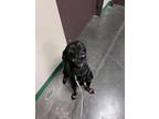 Adopt Lenny a Black Coonhound / Mixed Breed (Medium) / Mixed (short coat) dog in