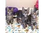Adopt Blue a Gray or Blue Domestic Shorthair / Domestic Shorthair / Mixed cat in