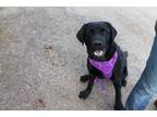 Adopt Bo a Black Labrador Retriever / Mixed dog in McCall, ID (41414039)