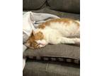 Adopt Red a Orange or Red Domestic Mediumhair / Mixed (medium coat) cat in North