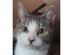 Adopt Callie a Gray or Blue Domestic Mediumhair / Domestic Shorthair / Mixed cat
