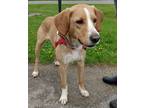 Adopt Cooper a Tan/Yellow/Fawn Beagle / Mixed Breed (Medium) / Mixed (short