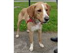 Adopt Cooper a Tan/Yellow/Fawn Beagle / Mixed dog in Kingston, ON (41401380)