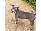 Adopt Scar a Merle American Pit Bull Terrier / Mixed Breed (Medium) / Mixed
