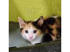 Adopt Scamp a White Domestic Shorthair / Domestic Shorthair / Mixed cat in Point