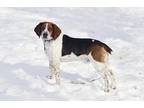 Adopt Vince/Jack a Black Beagle / Mixed dog in Midland, MI (41154617)