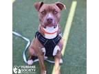 Adopt BENNY a Red/Golden/Orange/Chestnut - with White Pit Bull Terrier / Mixed