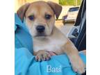 Adopt Basil meet 5/31 a Tan/Yellow/Fawn Shepherd (Unknown Type) / Mixed Breed