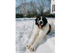Adopt Ruby a White - with Brown or Chocolate St. Bernard / Great Pyrenees /