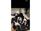 Adopt 5 puppies/4males and 1female a Black - with White Labrador Retriever /