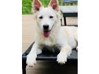 Adopt Woodford Reserve a White Chow Chow dog in Merrifield, VA (41419092)