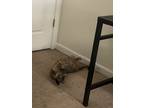 Adopt Meila a Tan or Fawn Tabby Tabby / Mixed (medium coat) cat in Winston