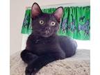 Adopt Cher is a teeny tiny superstar a Black (Mostly) Bombay (short coat) cat in