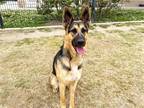 Adopt SELMA a German Shepherd Dog / Mixed dog in Tustin, CA (41453775)