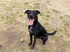 Adopt MURRAY a Black Labrador Retriever / Mixed dog in Tustin, CA (41453773)