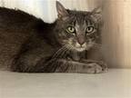 Adopt CLARA a Gray or Blue Domestic Mediumhair / Mixed (medium coat) cat in