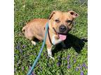 Adopt Gracie a Brindle American Pit Bull Terrier / Mixed Breed (Medium) / Mixed