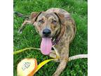 Adopt Jazzy a Brown/Chocolate Mixed Breed (Medium) / Mixed dog in Lansing