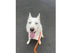 Adopt ASPEN a White Husky / Mixed Breed (Medium) / Mixed (short coat) dog in