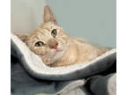 Adopt Pepper Jack a Orange or Red Domestic Shorthair / Domestic Shorthair /