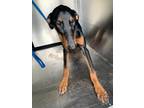 Adopt 55908408 a Black Doberman Pinscher / Mixed dog in Fort Worth