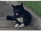 Adopt Baki a Black Akita / Mixed dog in Fort Worth, TX (41453871)