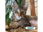 Adopt Sissy a Brown Tabby Domestic Shorthair / Mixed (short coat) cat in Lutz