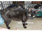 Adopt Sabrina a All Black Domestic Mediumhair (medium coat) cat in Madill