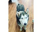 Adopt Nala a White - with Black Husky / Mixed dog in Pleasanton, TX (41452851)