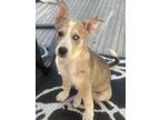 Adopt Bennett a Tan/Yellow/Fawn Australian Shepherd dog in Hastings