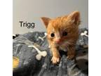 Adopt Trigg a Domestic Short Hair