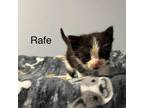 Adopt Rafe a Domestic Short Hair