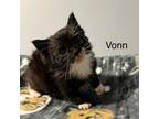 Adopt Vonn a Domestic Short Hair