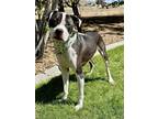 Adopt Diesel a Black - with White Pit Bull Terrier / Mixed Breed (Medium) /