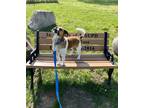 Adopt Luke a Mixed Breed (Medium) / Mixed dog in Kalamazoo, MI (41422723)