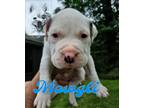 Adopt Mowgli a White Boxer / Mixed Breed (Medium) dog in Frederick