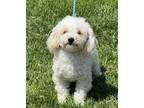 Adopt Barley a Tan/Yellow/Fawn Miniature Poodle / Bichon Frise / Mixed dog in