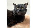 Adopt Goose a All Black Domestic Mediumhair (medium coat) cat in Dublin