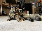 Adopt Tilly a Tortoiseshell Domestic Longhair / Mixed (long coat) cat in Bel
