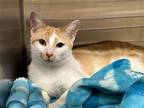 Adopt TOPPER a Orange or Red Domestic Mediumhair / Mixed (medium coat) cat in