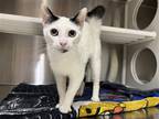 Adopt TOMATO a White Domestic Mediumhair / Mixed (medium coat) cat in Tustin