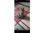 Adopt Henry a Gray or Blue Domestic Shorthair / Mixed (short coat) cat in