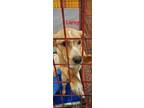Adopt Leroy a Tan/Yellow/Fawn Labrador Retriever / Mixed dog in Madill