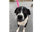 Adopt Maggie May (Courtesy Post - Not with BTRET) a Black - with White Boston