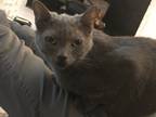 Adopt Luna a Gray or Blue Russian Blue / Mixed (short coat) cat in Apex