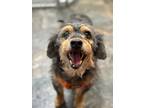 Adopt Arthur a Brown/Chocolate Jack Russell Terrier dog in Phoenix