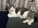 Adopt Spicoli a Tortoiseshell Domestic Shorthair / Mixed (short coat) cat in San