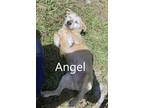 Adopt Angel a Terrier (Unknown Type, Medium) dog in Orlando, FL (41445143)