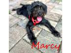 Adopt Marcy a Black Poodle (Standard) dog in Orlando, FL (41453727)